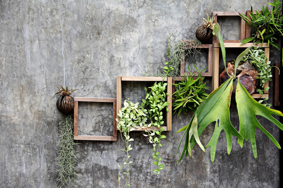 Tipps zur Reinigung der Pflanzen in Ihrem Wandgarten